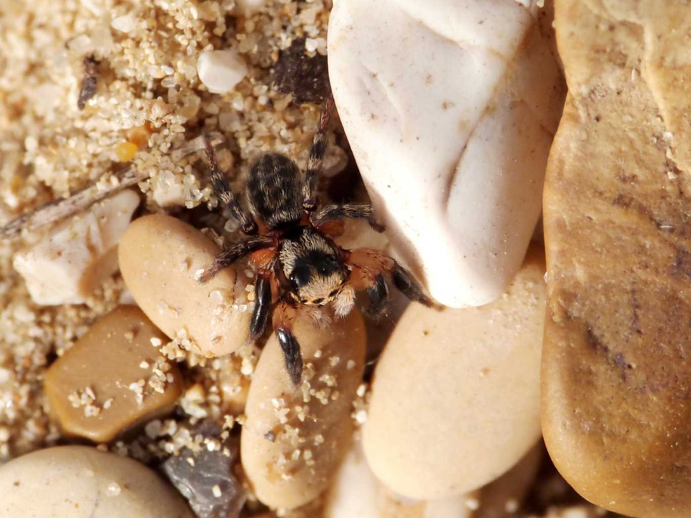 Salticidae zampe massicce: Euophrys sulphurea - Tolfa (RM)